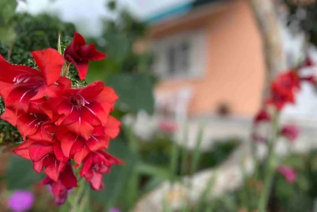 Manuel Appartement Korčula Buitenkant foto